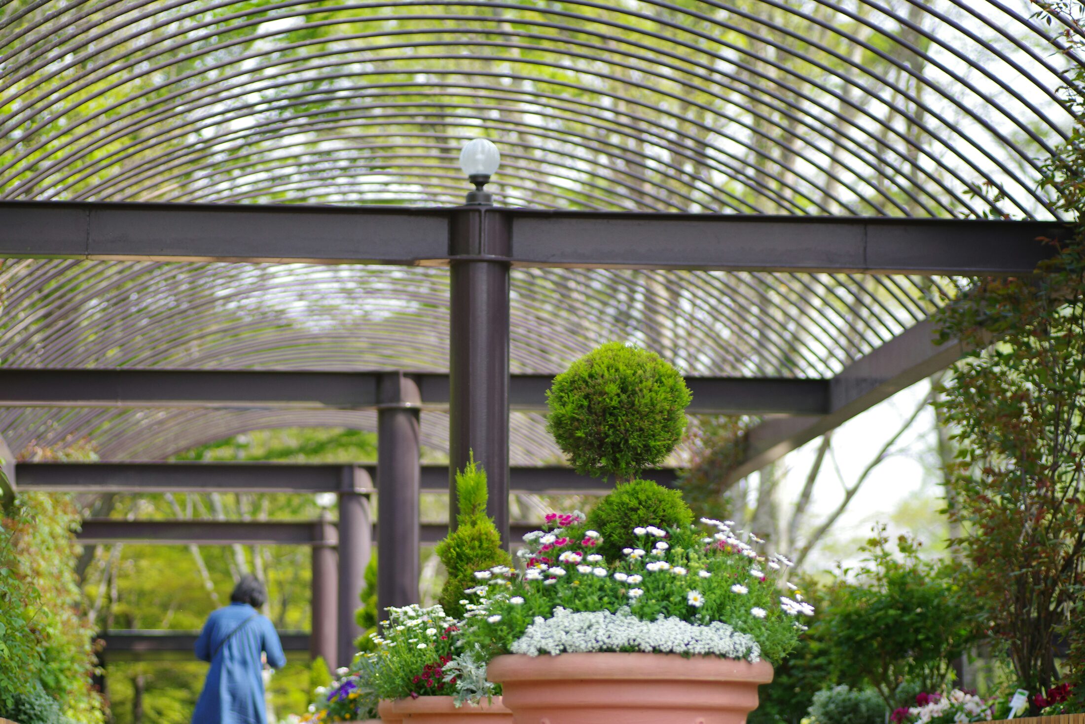 Structured planting beneath an architectural garden pergola